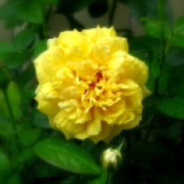 D's Rose